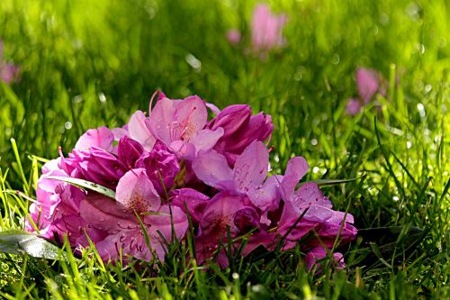 plant rhododendron blossom