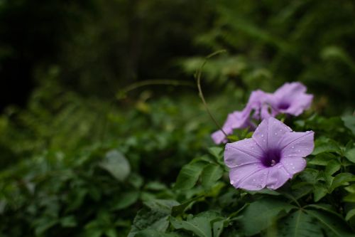 plant blossom nature