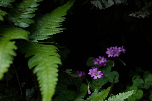 plant blossom nature