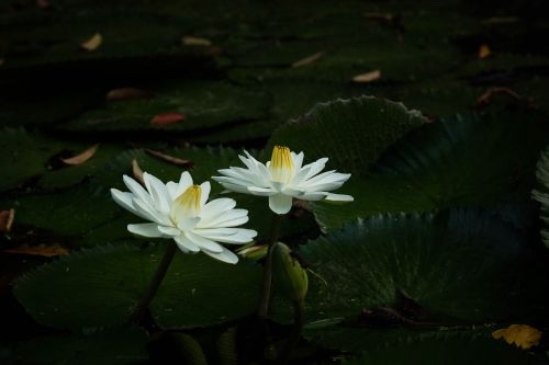 plant blossom nature