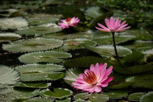 plant blossom nature