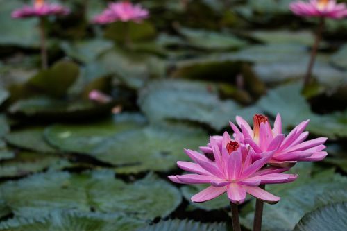 plant blossom nature