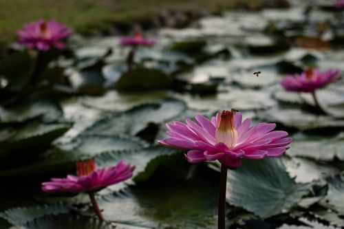 plant blossom nature