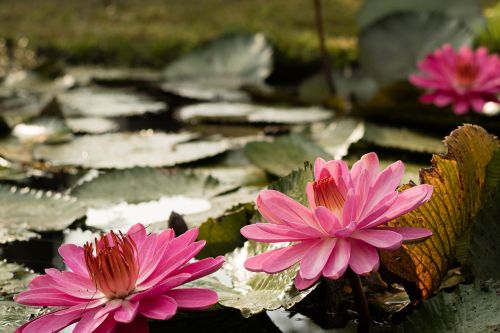 plant blossom nature