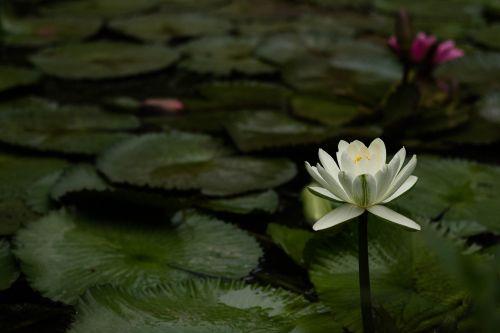 plant blossom nature