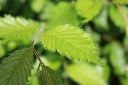 plant leaf nature