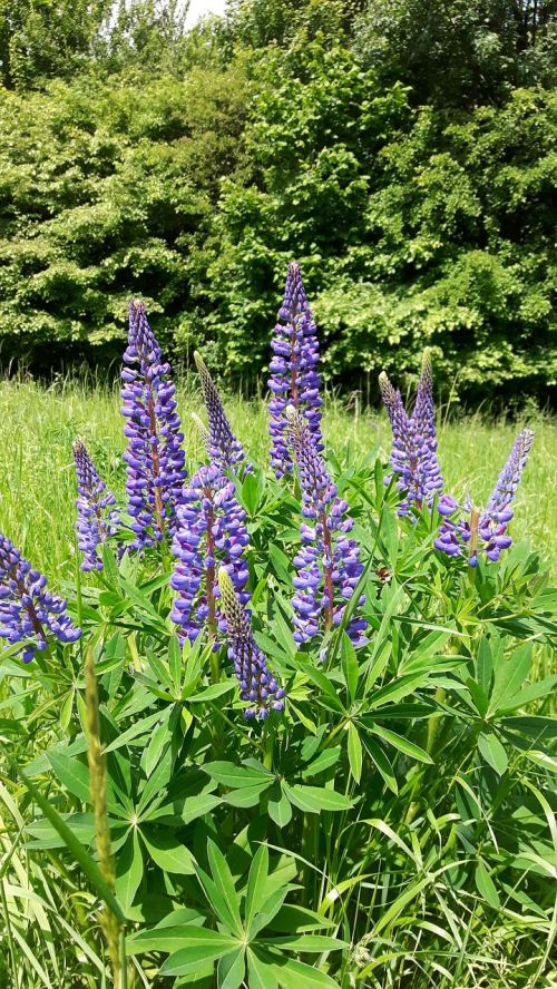 plant flowers lupins