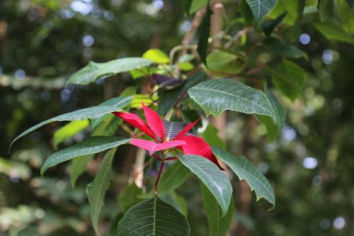 plant wild flowers the year april