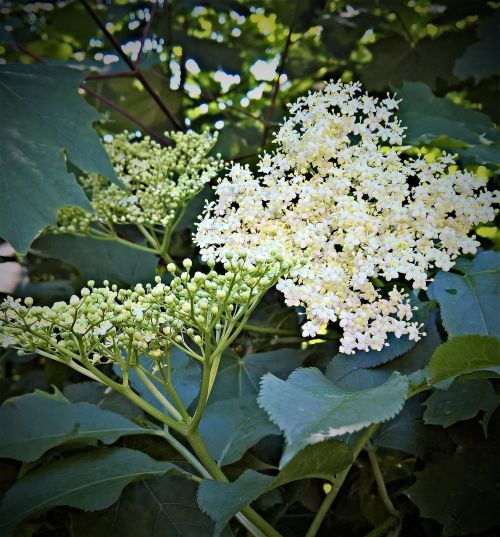 plant elder white elderberry flowers