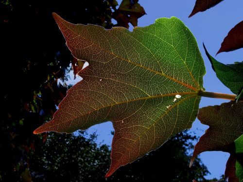 plant leaf wine partner