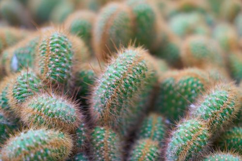 plant cactus dea
