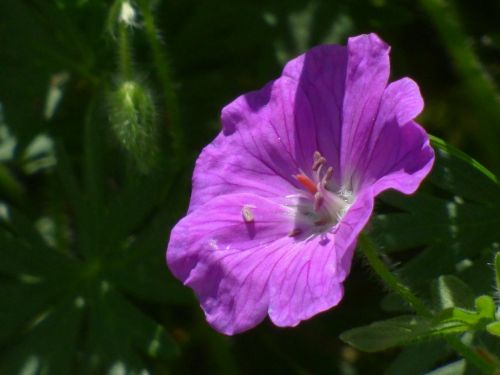 plant purple blossom