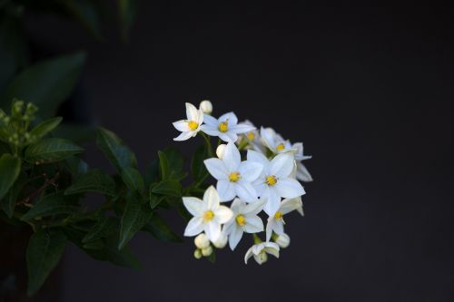 plant flowers white