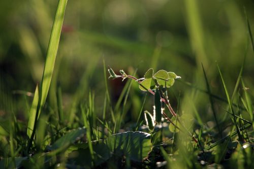 plant green small fresh