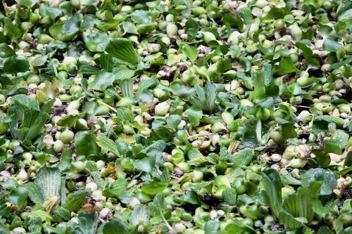 plant lake floating plant