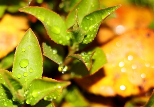 plant green rain