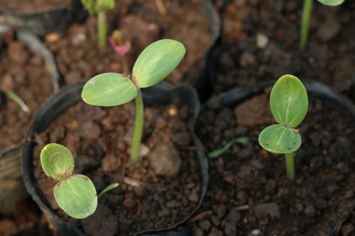 plant life germination