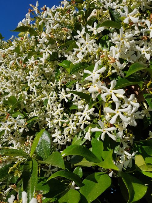 plant white flowers flower