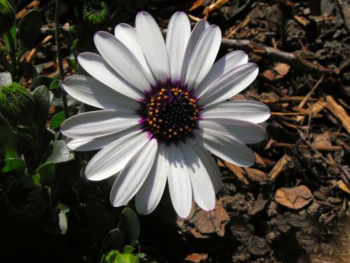 plant flower white