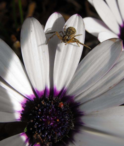 plant flower spider