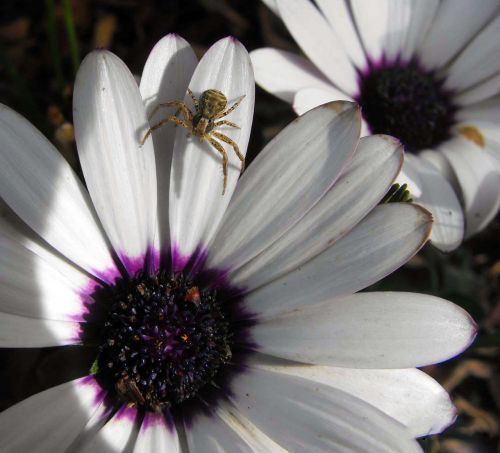 plant flower spider