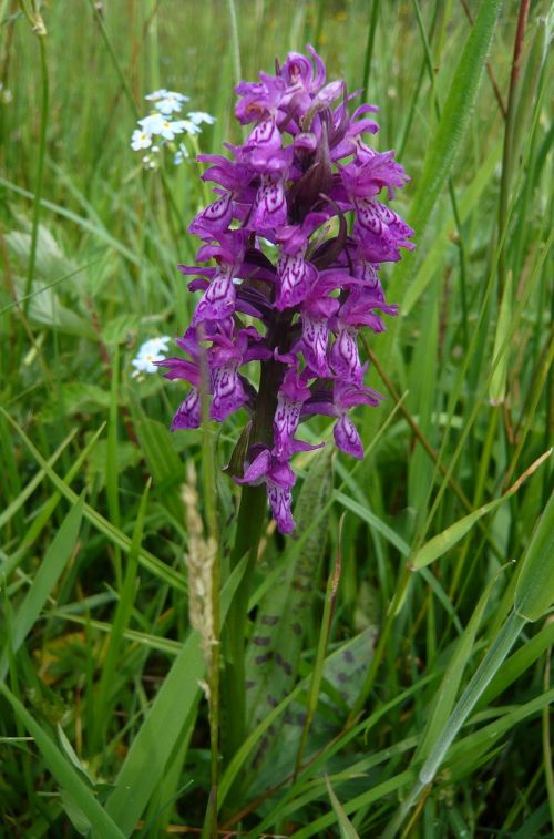 plant flower heath spotted orchid