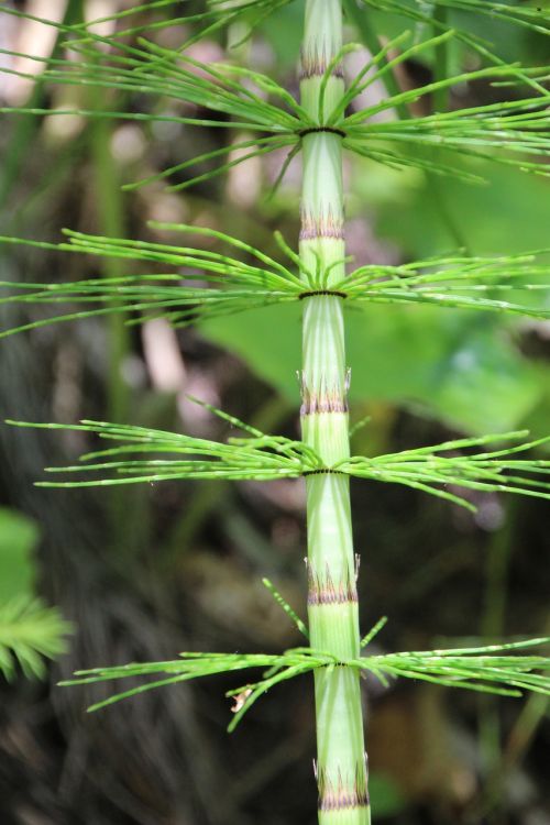 plant green leaf