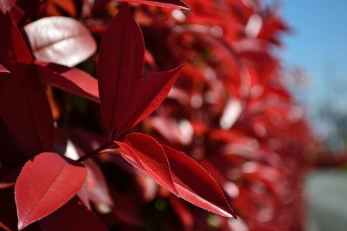 plant nature macro