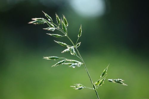 plant grass panicle