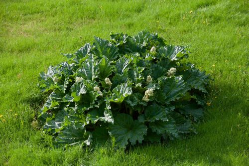 plant cabbage green