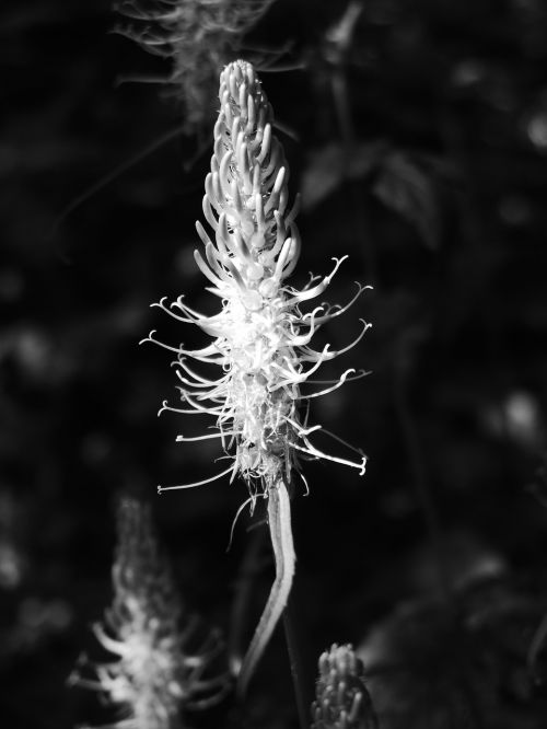 plant light nature