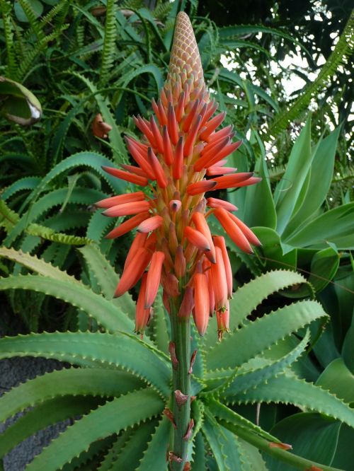 plant exotic exotic flower