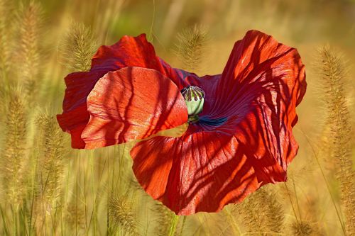 plant flower poppy