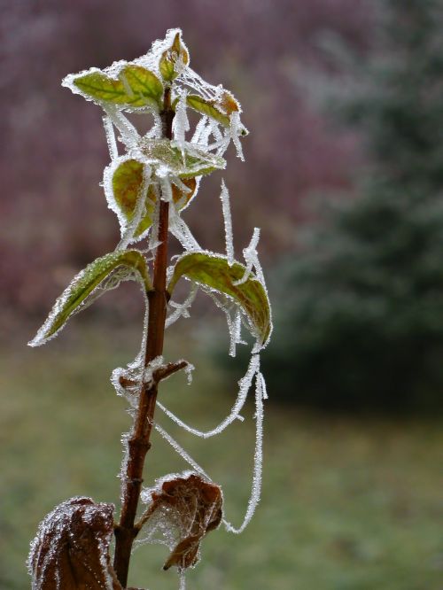 plant winter frosted