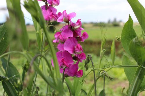 plant summer field