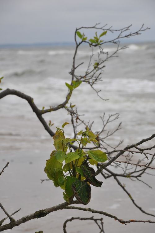 plant branch foliage