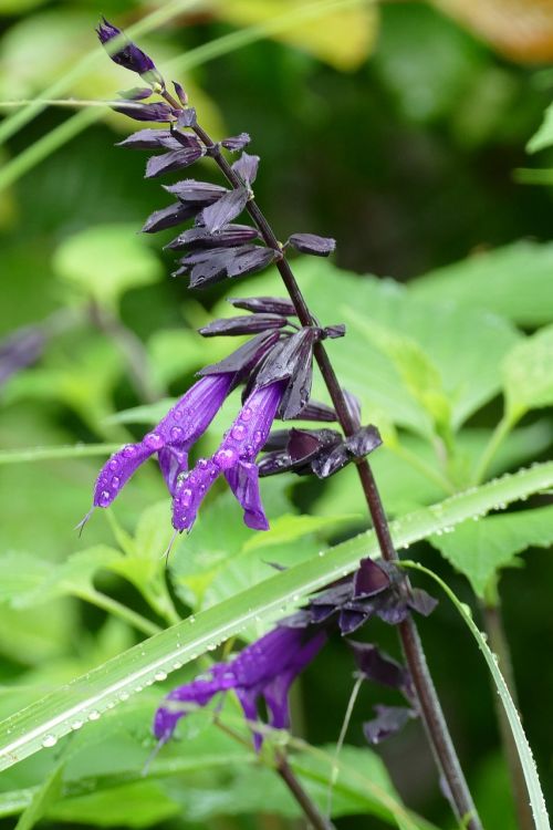 plant flower flora