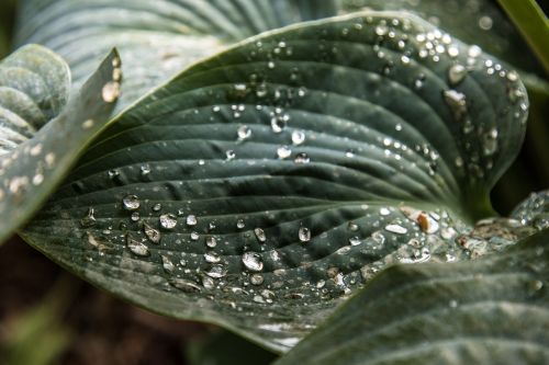 plant rain rainy day