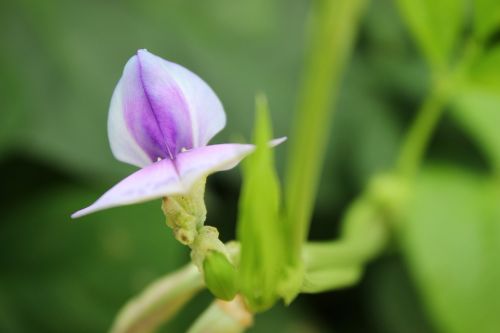 plant pods flower