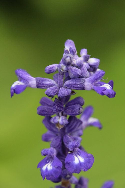 plant blossom bloom