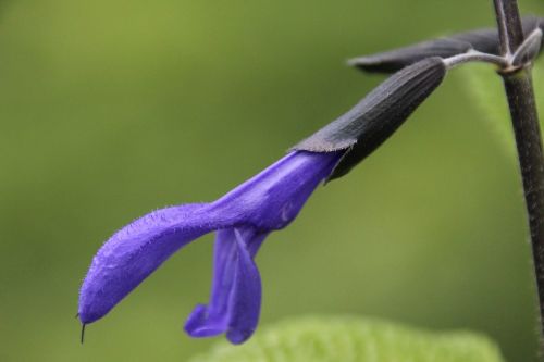 plant blossom bloom