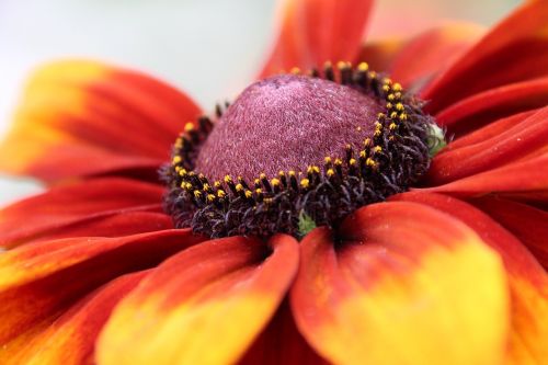 plant blossom bloom