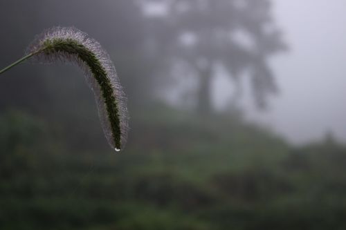 plant the dog's tail grass water drops