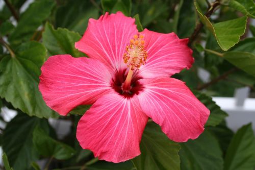 plant flower hibiscus