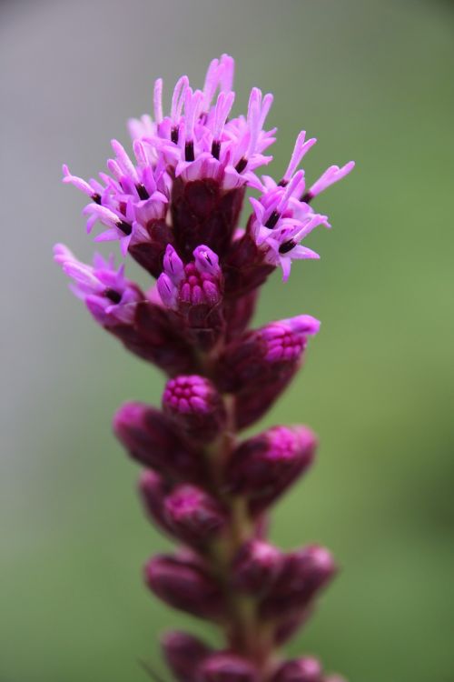 plant blossom bloom