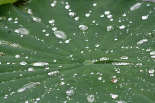 plant drop of water lotus