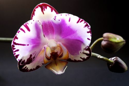 plant flower orchid