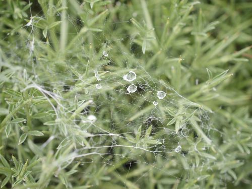 plant bush macro