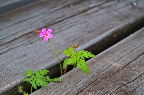 plant stairs nature