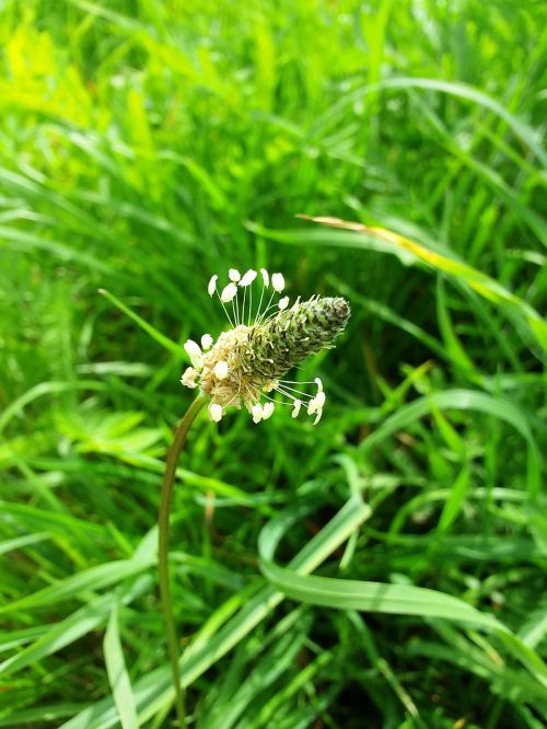 plant flower green